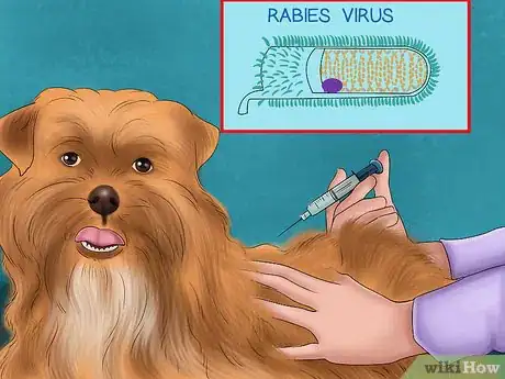 Image titled Keep Your Dog Safe from Wild Animals Step 1