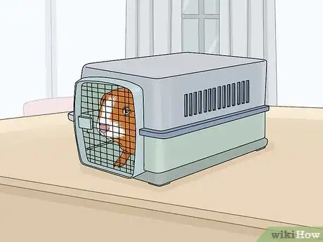 Image titled Care for a Guinea Pig After Neutering Step 1