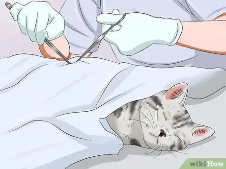 Image titled Care for Egyptian Maus Step 4