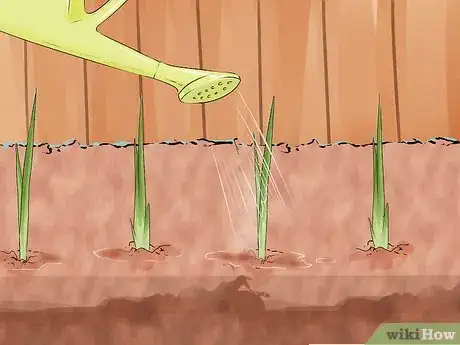 Image titled Grow Onions from Seed Step 11
