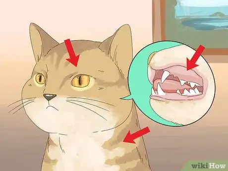 Image titled Diagnose and Treat Zinc Poisoning in Cats Step 3