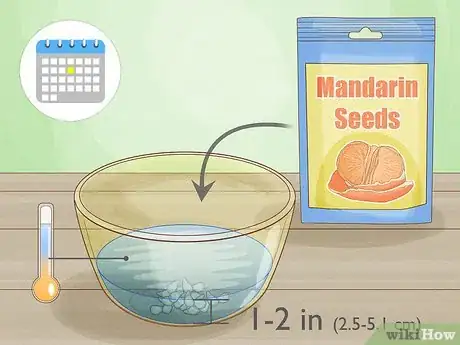 Image titled Grow Mandarin Trees Step 10