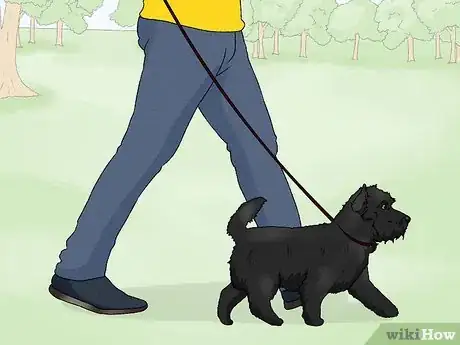 Image titled Identify a Cairn Terrier Step 14