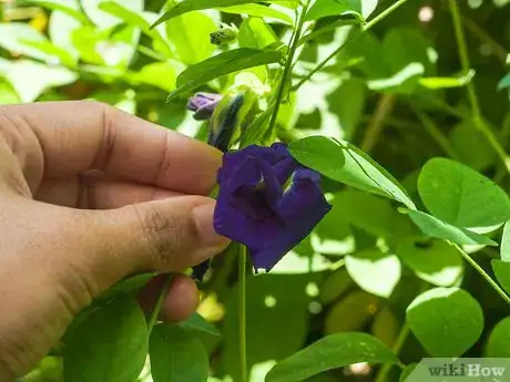 Image titled Make Violet Tea Step 1