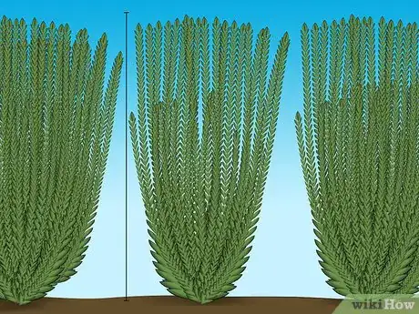 Image titled Plant a Sweet Shrub Step 2