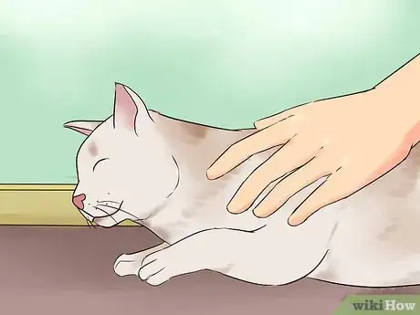 Image titled Get Your Cat to Know and Love You Step 6