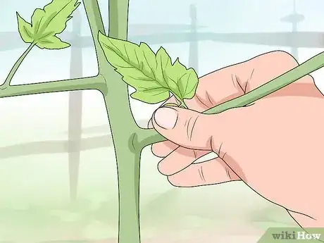 Image titled Prune Patio Tomatoes Step 2