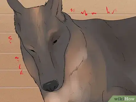 Image titled Diagnose Epilepsy in German Shepherds Step 4