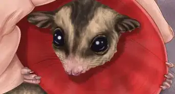Pick a Healthy Sugar Glider