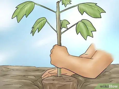 Image titled Plant a Tulip Poplar Tree Step 15