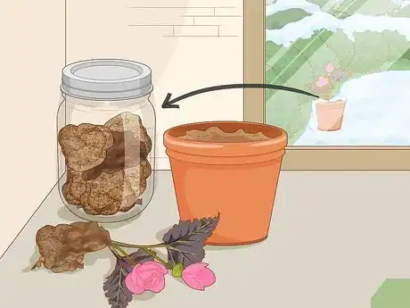 Image titled Make Begonias Bloom Step 7