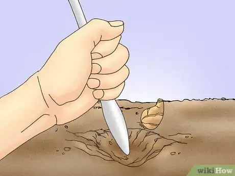 Image titled Save and Replant Forced Seasonal Bulbs Step 5