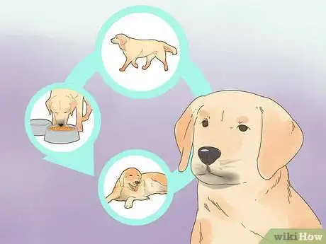 Image titled Care for a Dog Blind from Birth Step 6