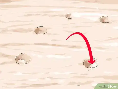 Image titled Dig Pacific Razor Clams Step 1