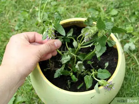 Image titled Grow Catmint from Cuttings Step 15