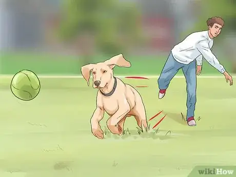 Image titled Have a Happy Weimaraner Step 6