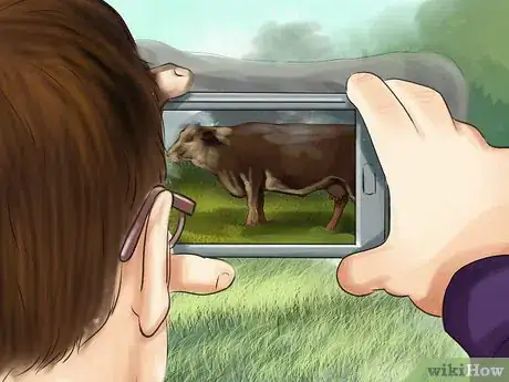 Image titled Identify Black Hereford Cattle Step 4