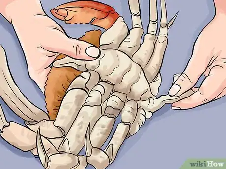 Image titled Clean Dungeness Crab Step 5