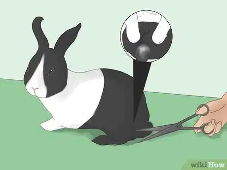 Image titled Bathe Your Pet Rabbit Step 10