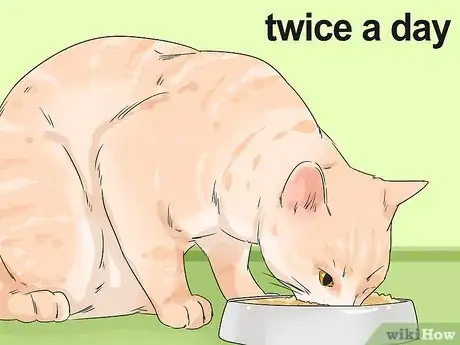 Image titled Care for a Balinese Step 7