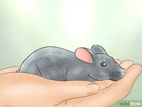 Image titled Humanely Kill a Rodent Step 21