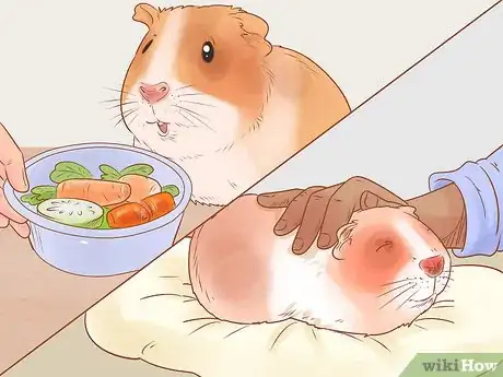 Image titled Neuter Your Guinea Pig Step 22