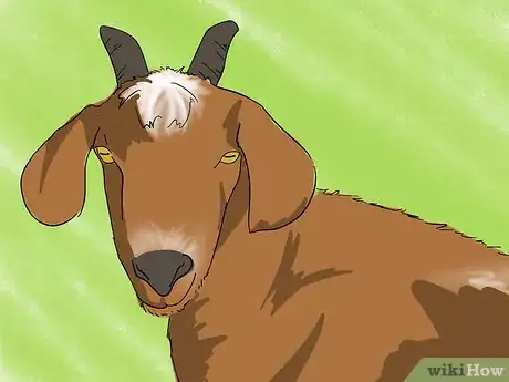 Image titled Spot a Good Milker (Goats) Step 1