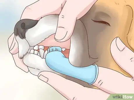 Image titled Care for Boxers Step 9