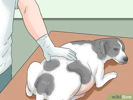 Image titled Promote Safe Whelping for Short Legged Dog Breeds Step 5