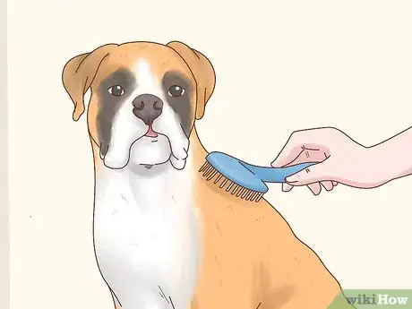 Image titled Care for Boxers Step 8