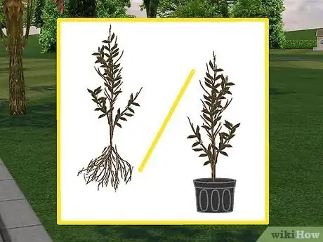 Image titled Plant a Beech Hedge Step 5