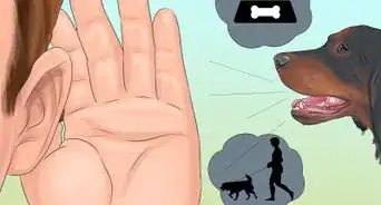 Identify a Gordon Setter