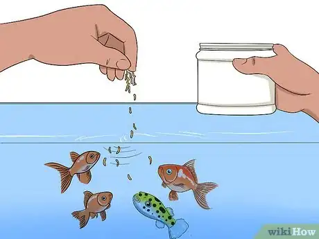 Image titled Ensure Your Pet Fish Are Healthy Step 12
