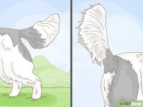 Image titled Identify an English Springer Spaniel Step 6
