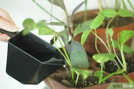 Image titled Prevent Spider Mites on Houseplants Step 1