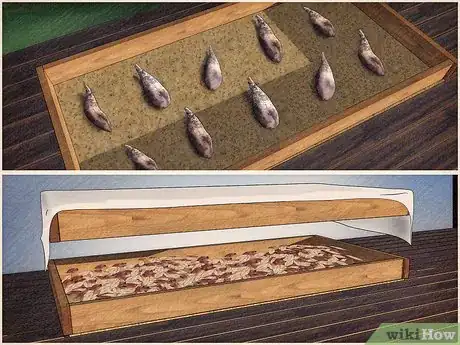 Image titled Store Dahlia Bulbs Step 6