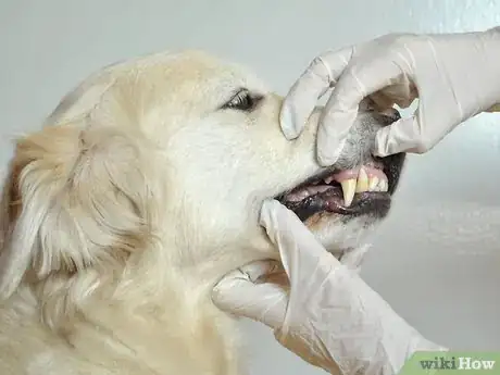 Image titled Diagnose Canine Periodontal Disease Step 7