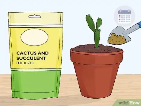 Image titled Plant a Christmas Cactus Step 20