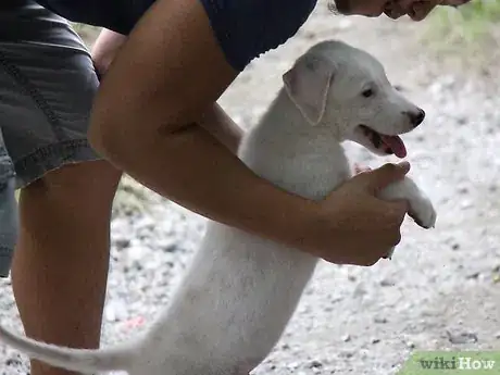 Image titled Make a Puppy Happy Step 8