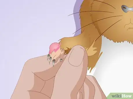 Image titled Spot Foot Sores on Guinea Pigs Step 8