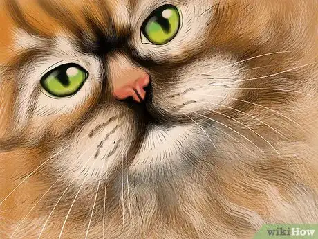 Image titled Identify a Selkirk Rex Step 3