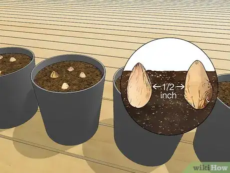 Image titled Plant an Areca Palm Step 3