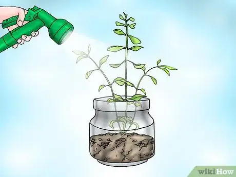 Image titled Grow Bacopa Plants Step 15