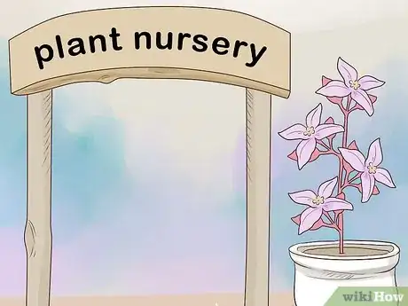 Image titled Grow Boronia Step 7