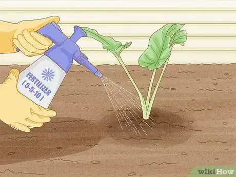 Image titled Grow Giant Calla Lily Step 10