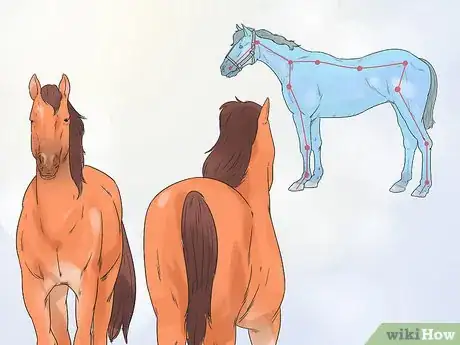 Image titled Do Condition Scoring for Horse Yearlings Step 2