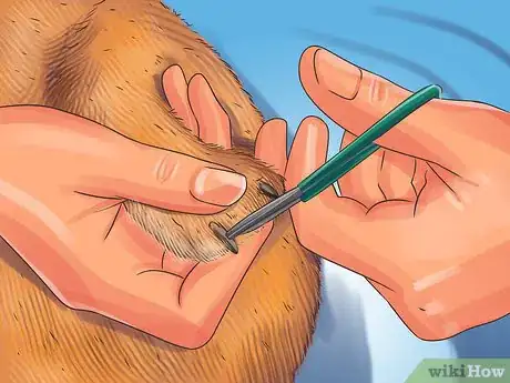 Image titled Treat Behavior Problems in Older Cats Step 11