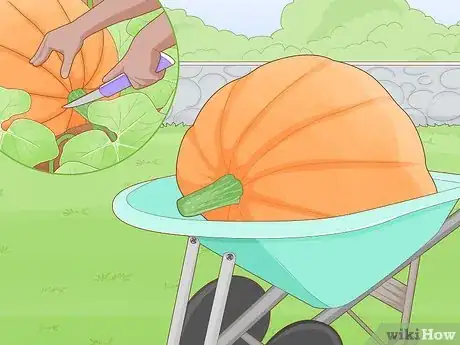 Image titled Grow Giant Vegetables Step 20