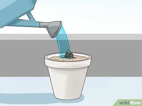 Image titled Plant Amaryllis Step 7