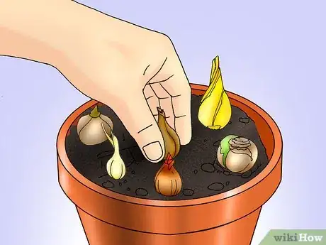 Image titled Save and Replant Forced Seasonal Bulbs Step 9